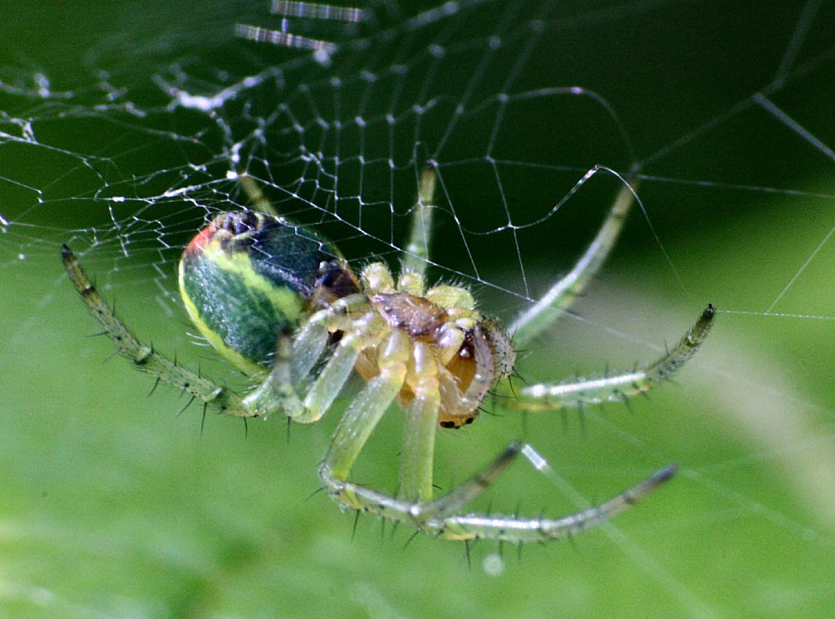 Araniella sp. - Lesmo (MB)